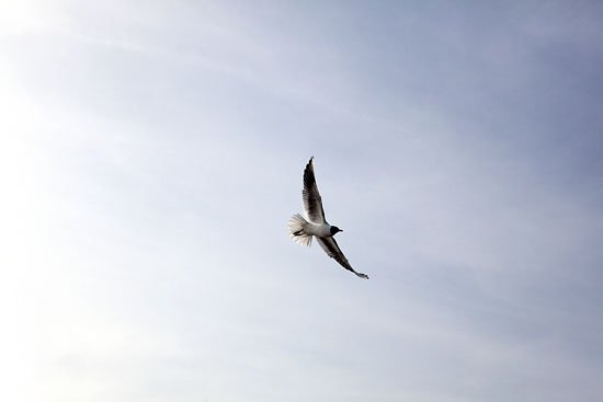 fly like a seagull