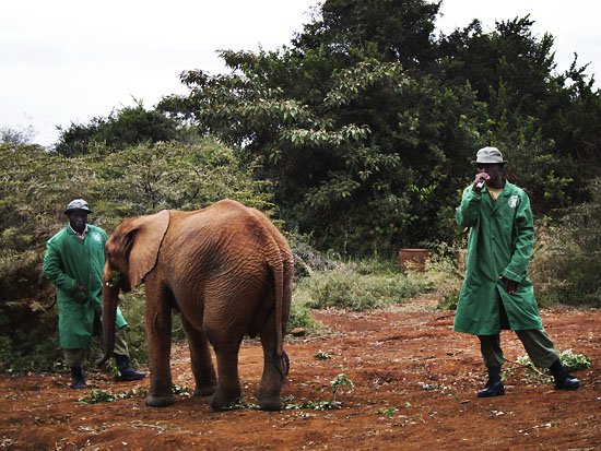 meet the elephant orphans