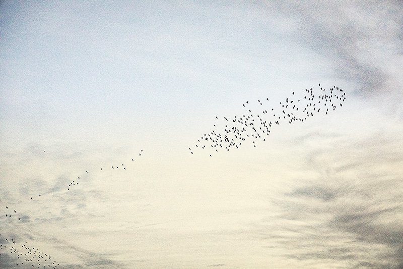 fly away home