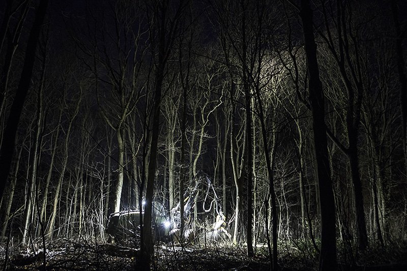 if you go down to the woods today...