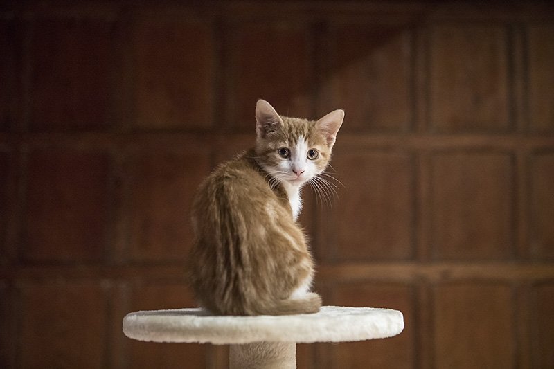blue steel