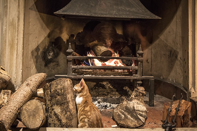 cat-o-flage