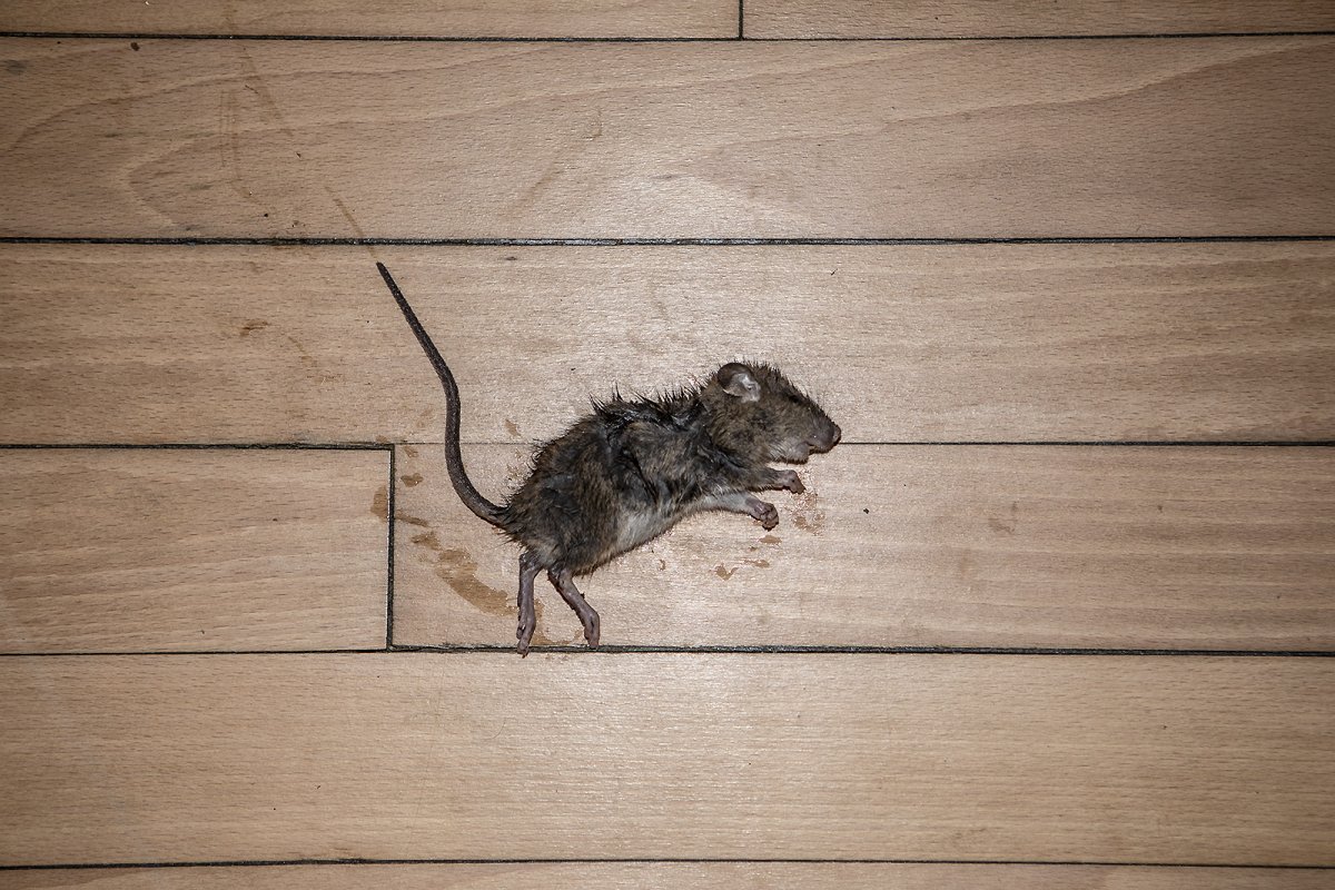 all cats are bastards