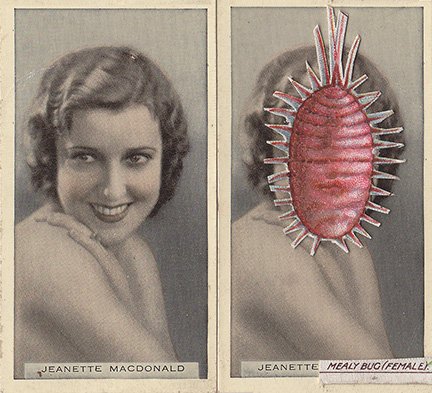 jeanette mealy bug (femaley)