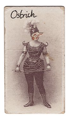 ostrich