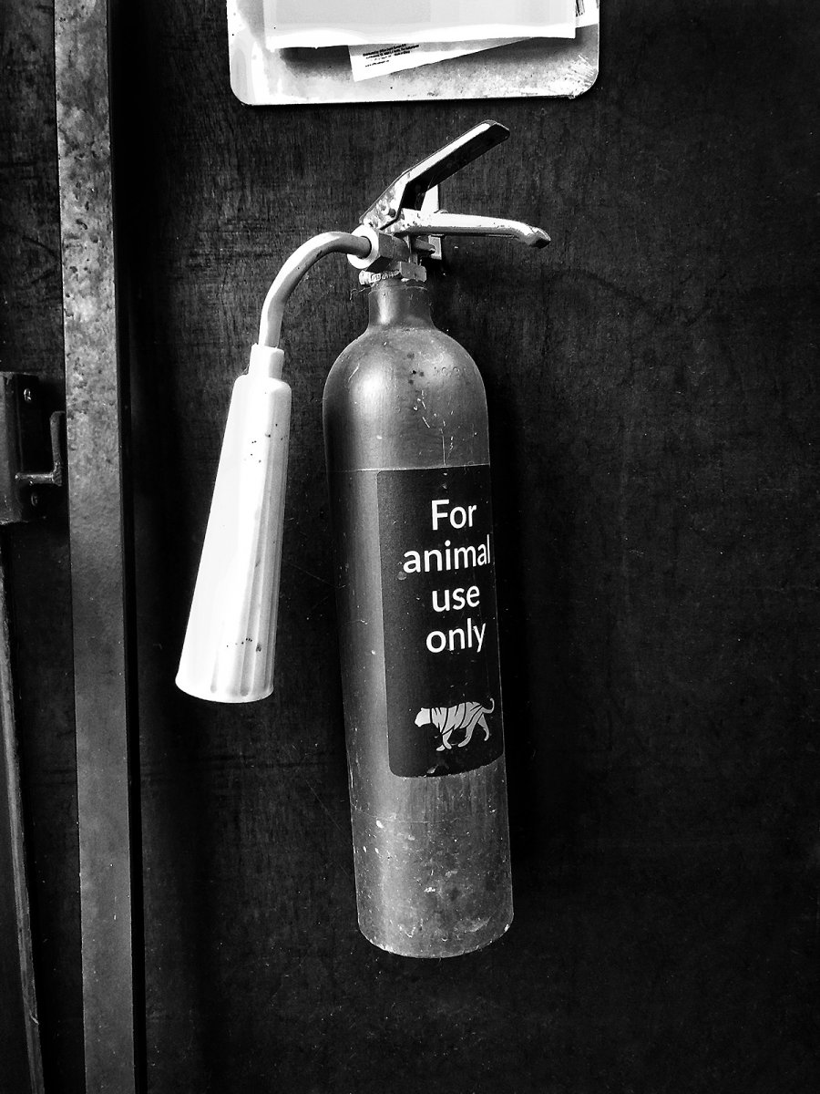 wooooooooah this tiger's on fire