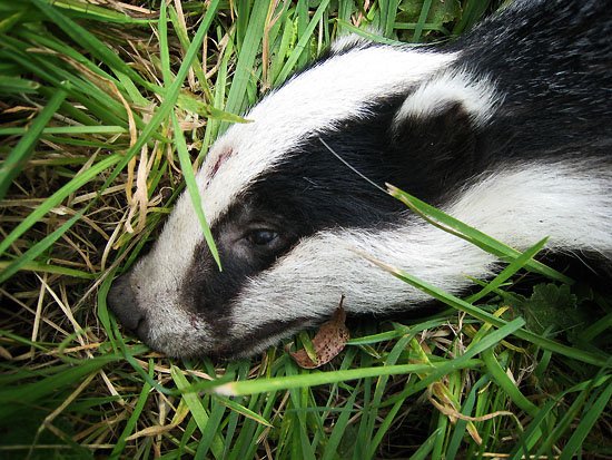 show us yer badger