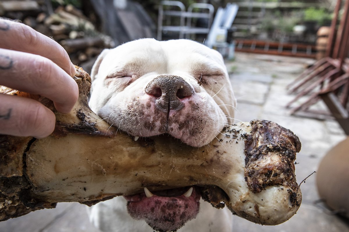 happiness is warm....bone