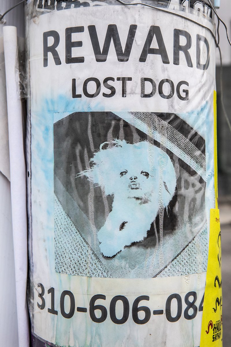 ce n'est pas un chien