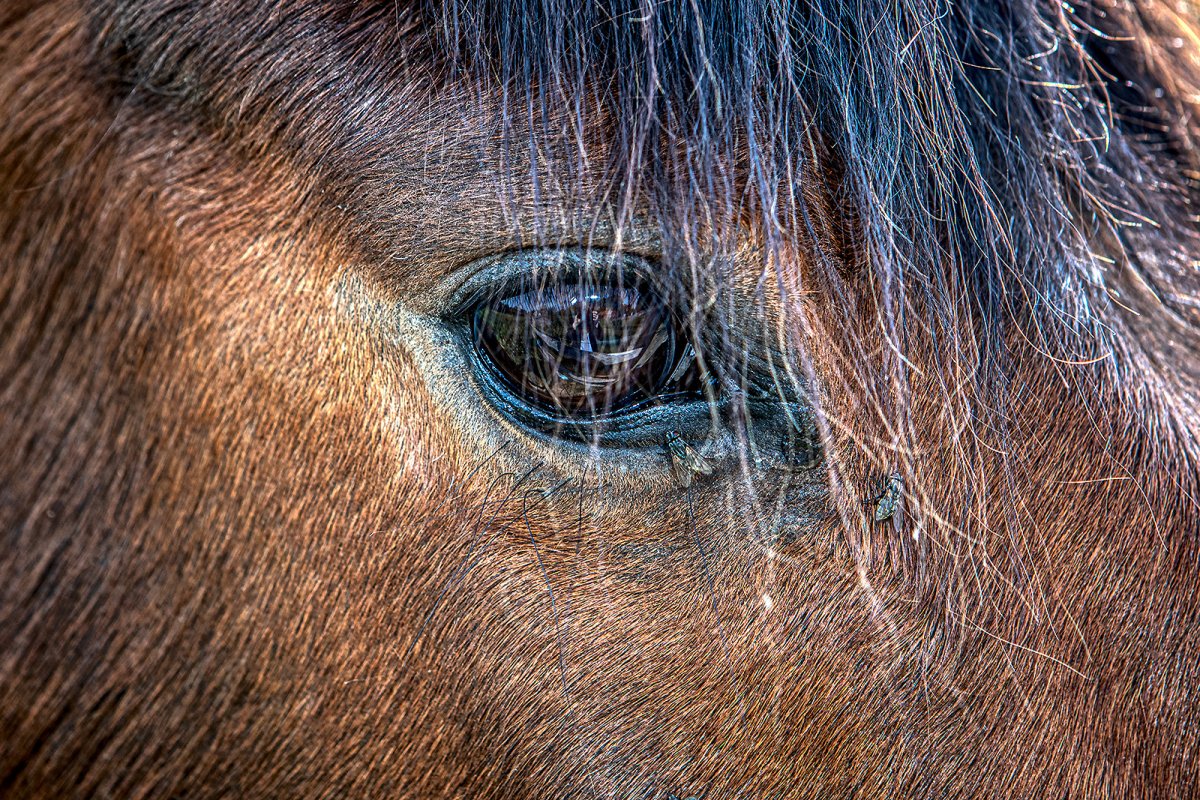 there may be flies on some of you guys...