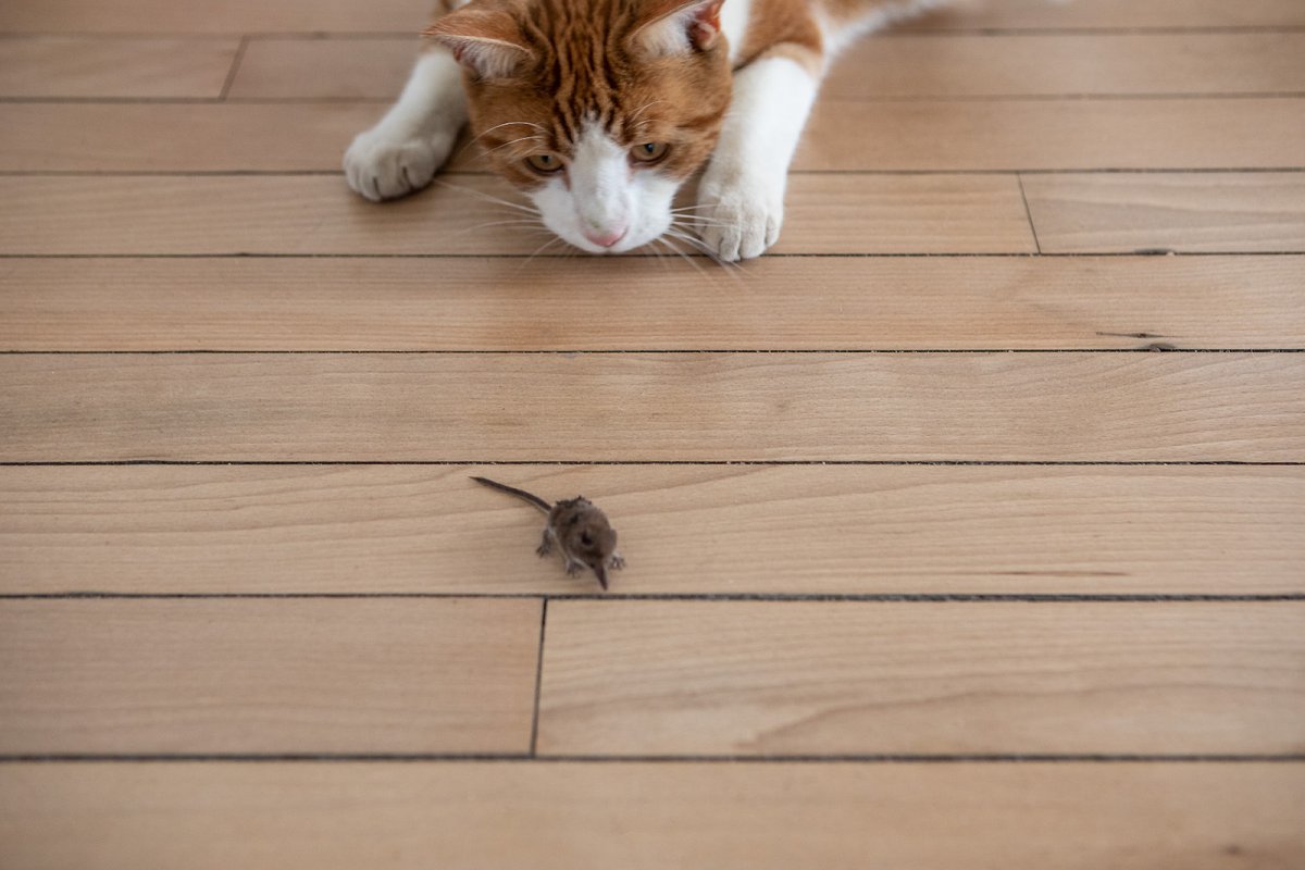 all cats are bastards