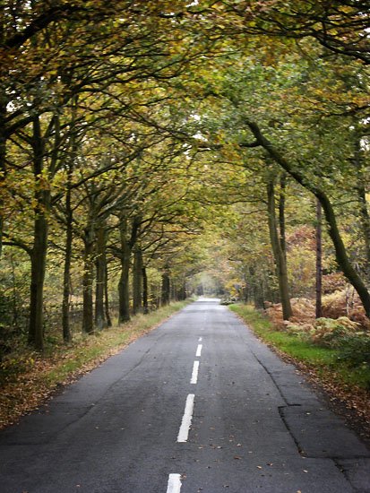 the road to pinewood