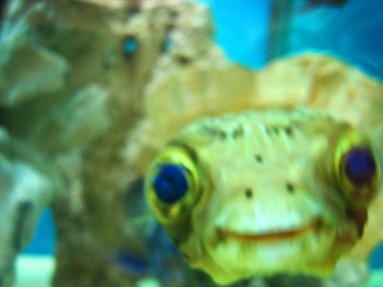 the friendly blender fish