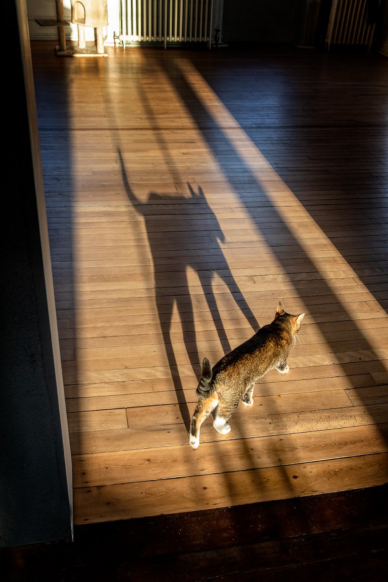 shadow puppet