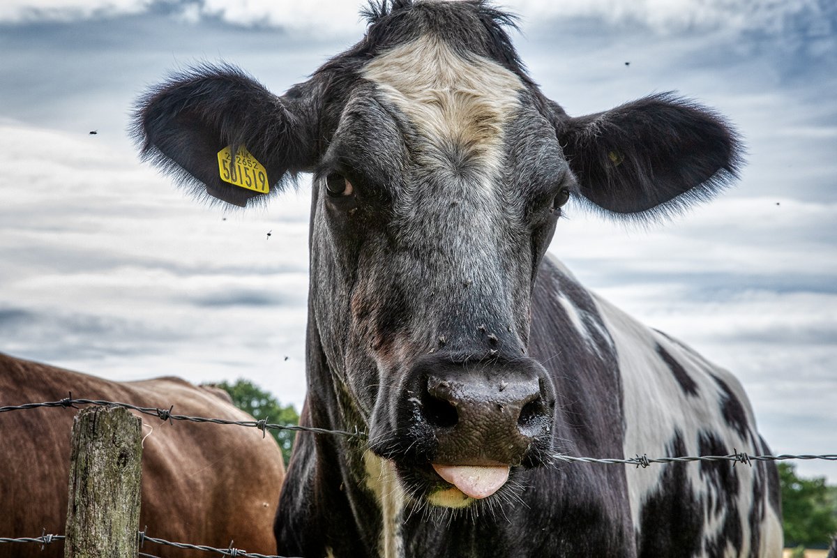 moo