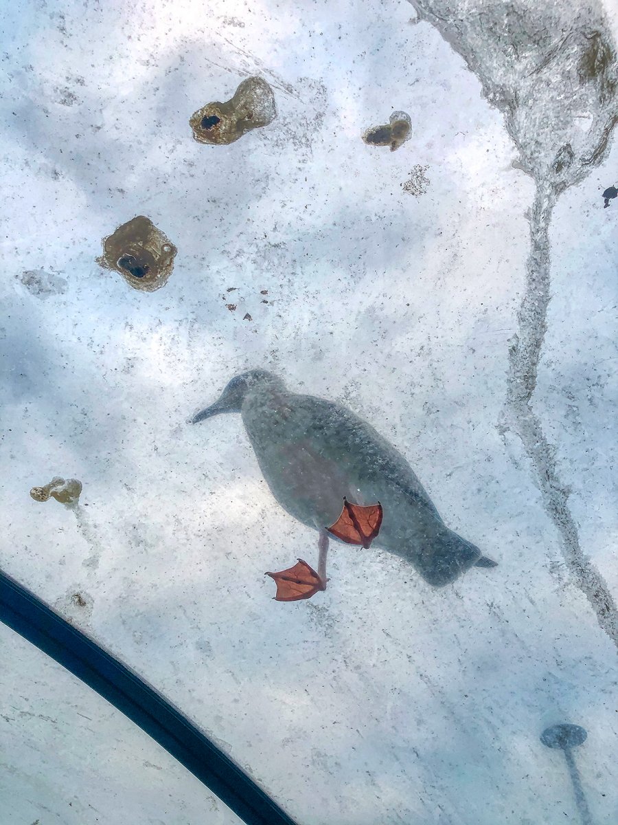 see gull