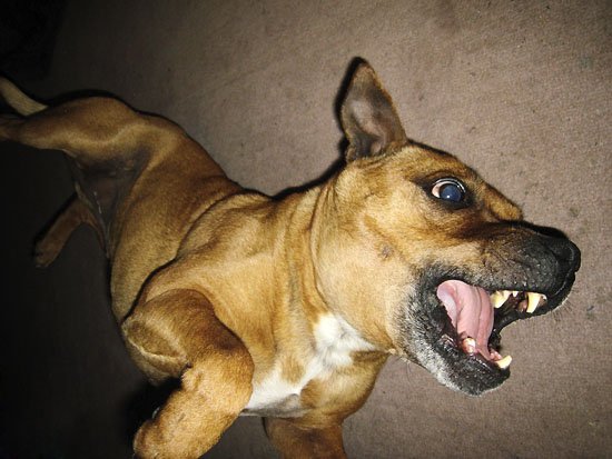 lean mean fighting machine