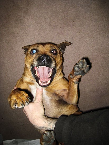 fatford tummy tickle