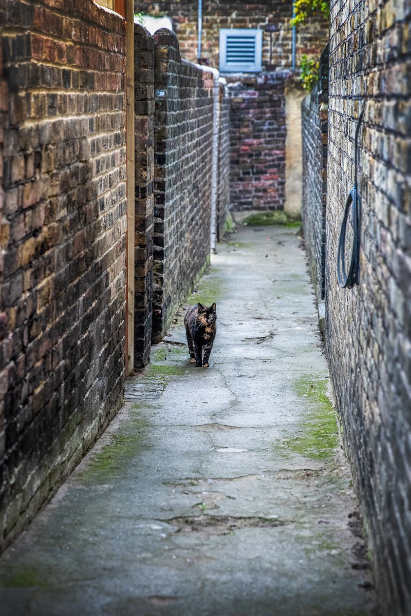 stray pussy