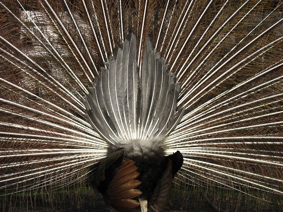 shaking the tail feathers