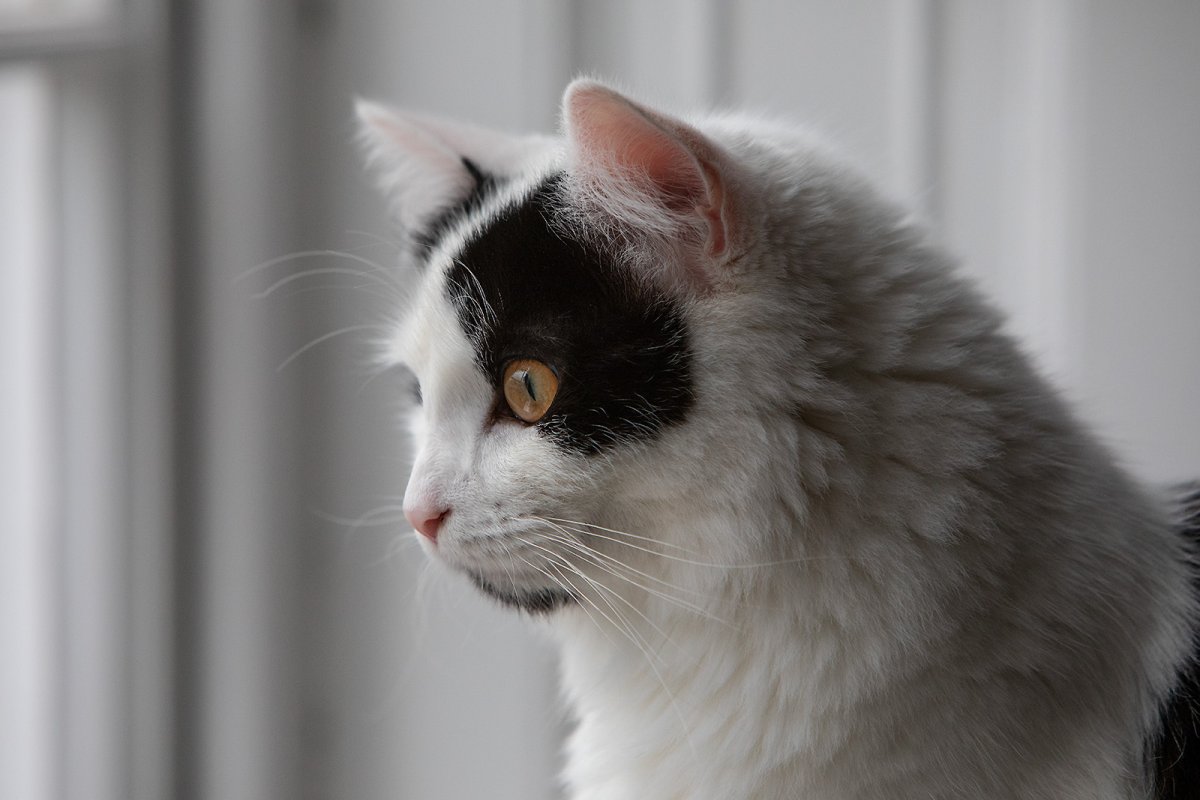 Zelenskyy (the cat)