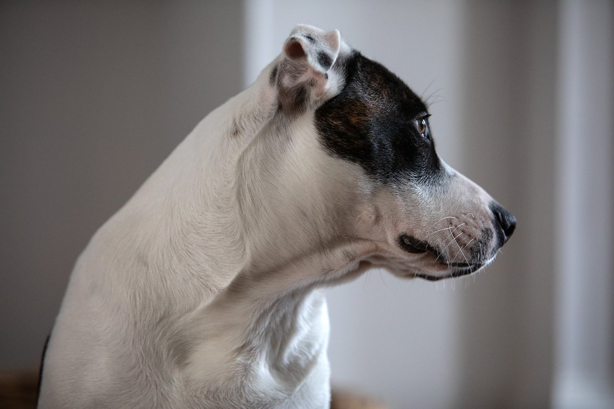 the coiled spring