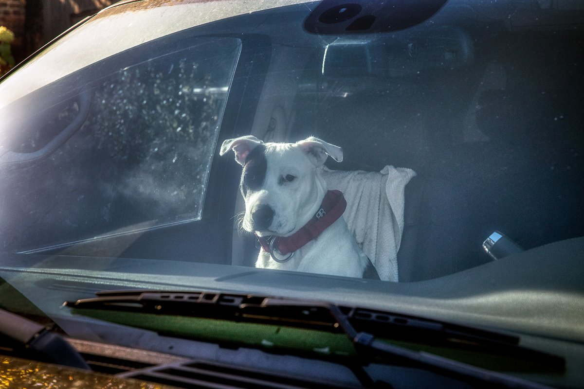 riding shotgun