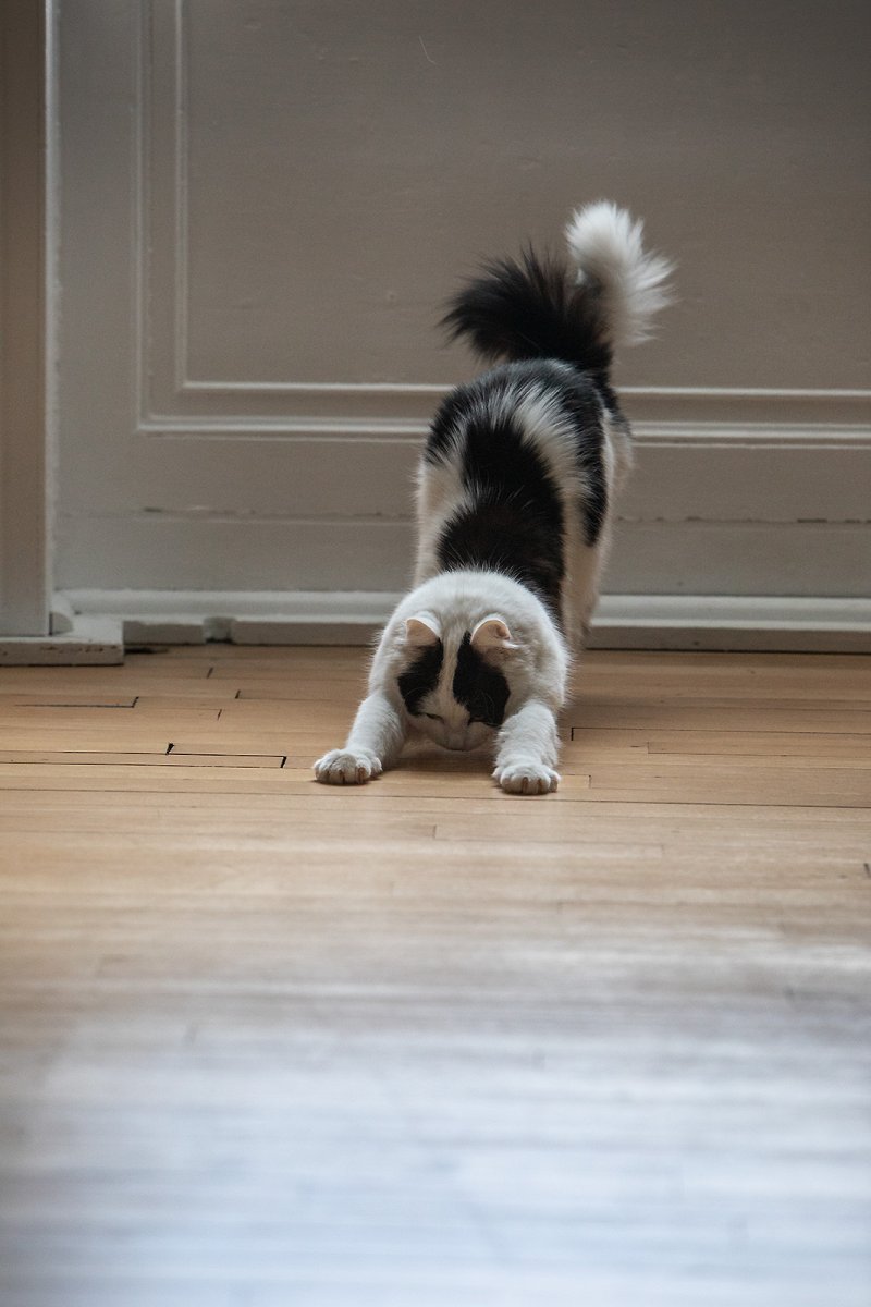 downward dog