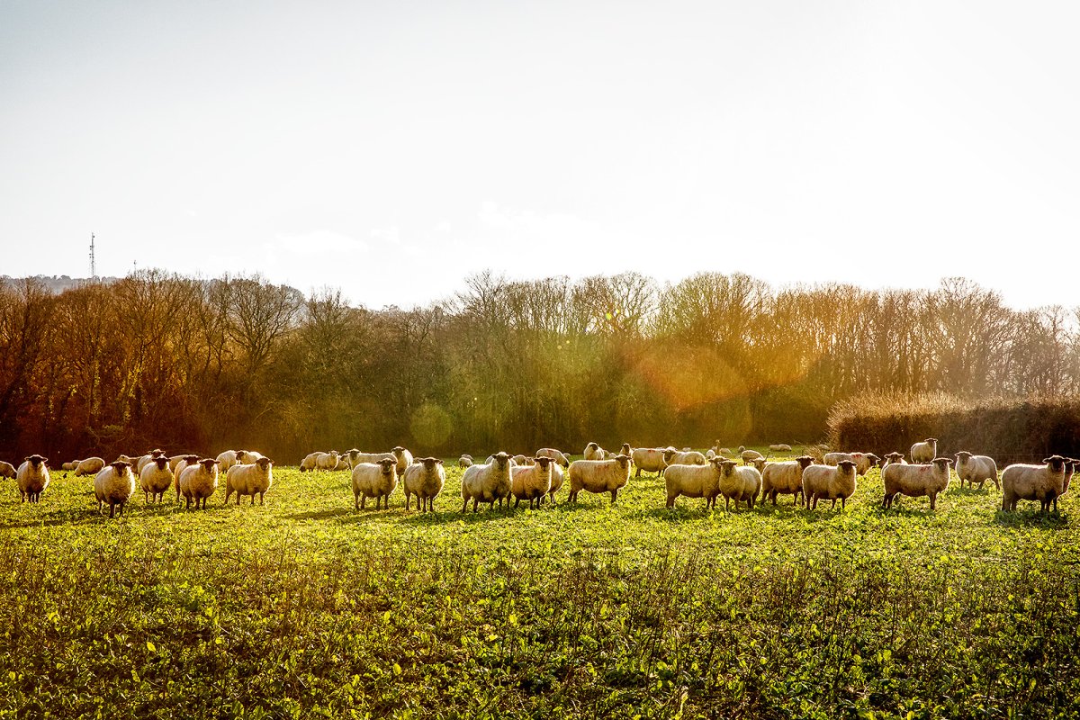 sheeps