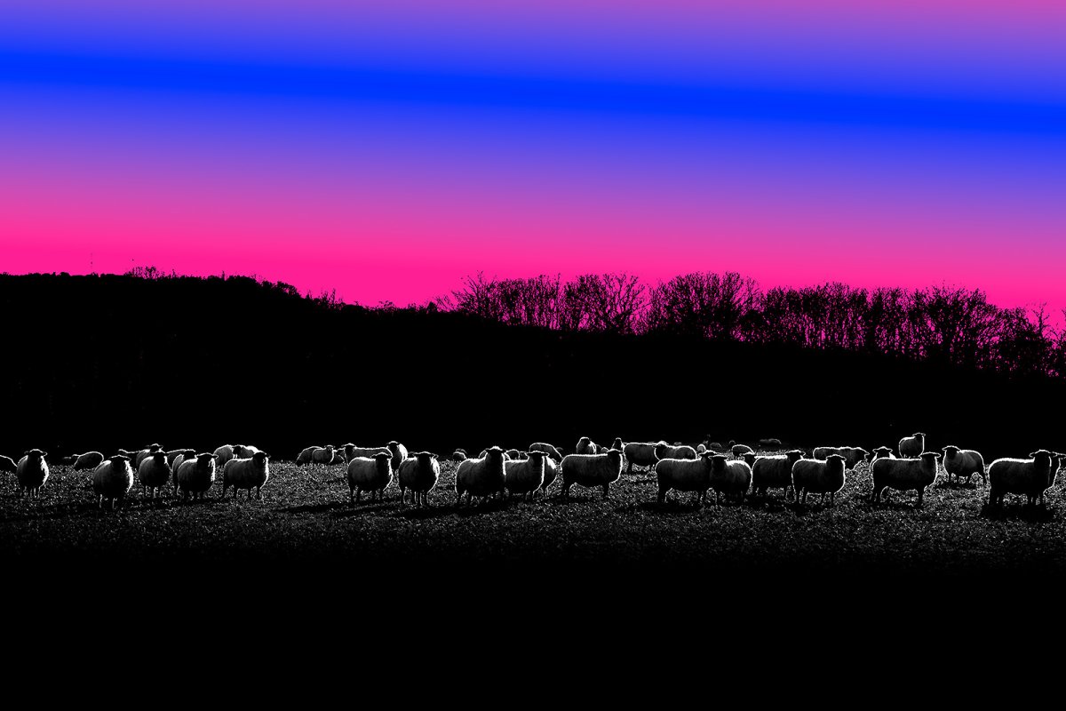 sheeps