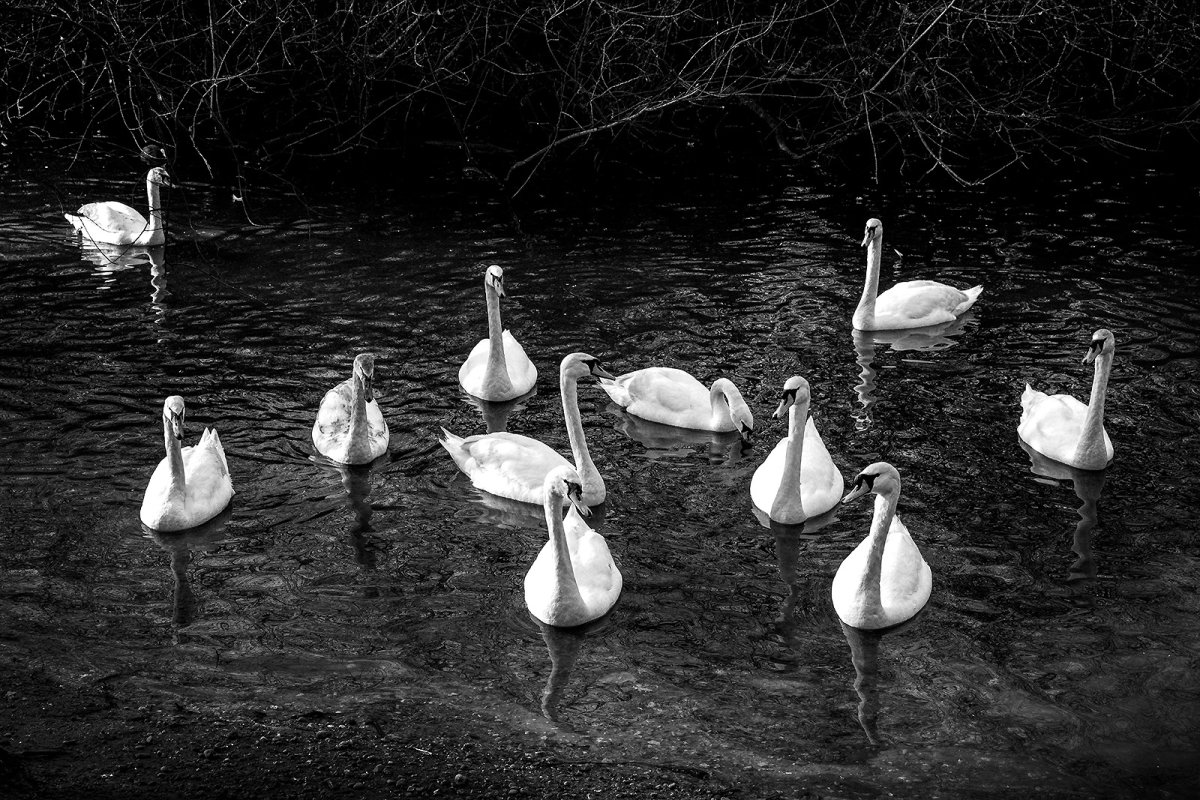 a white swan event