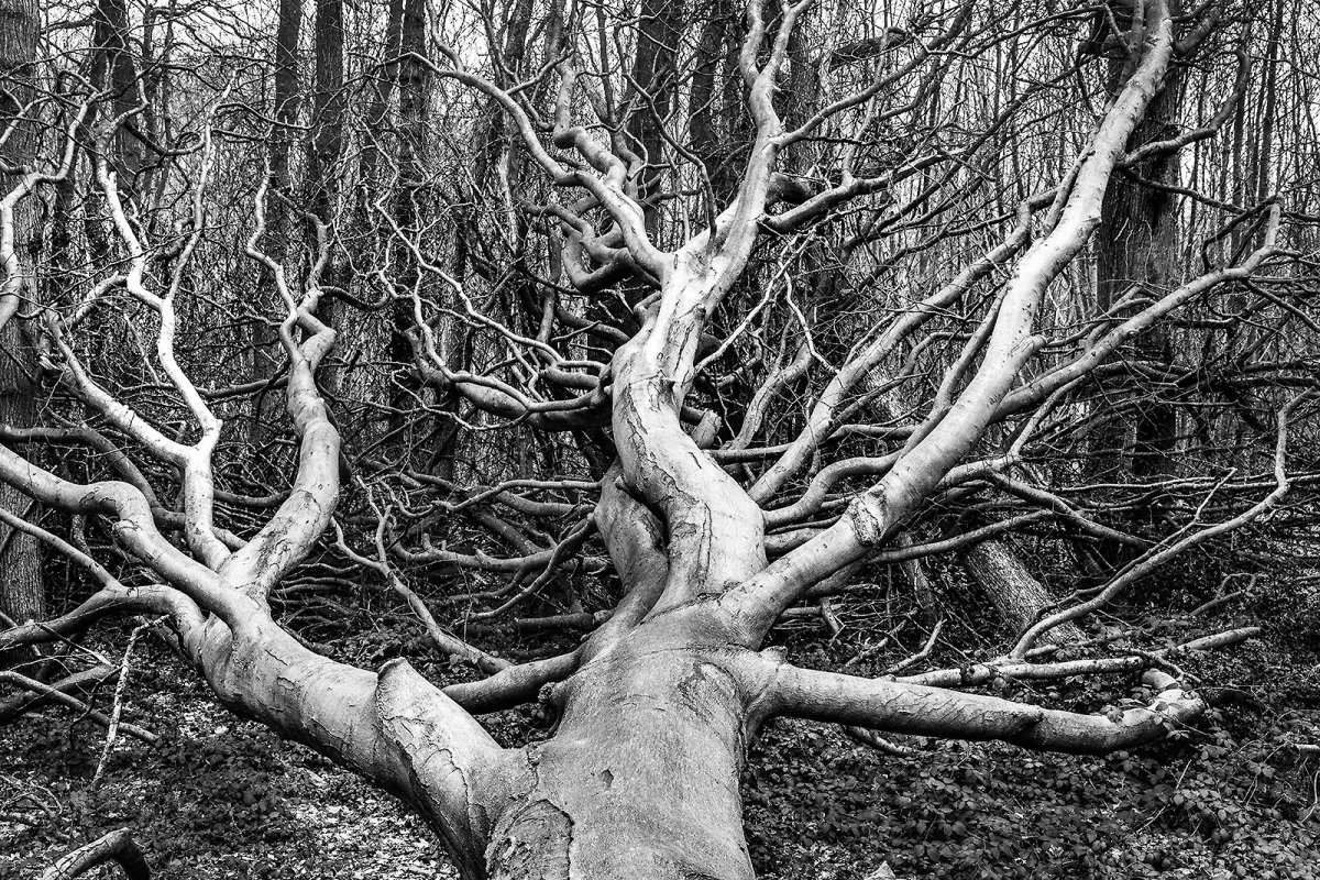 covert wood
