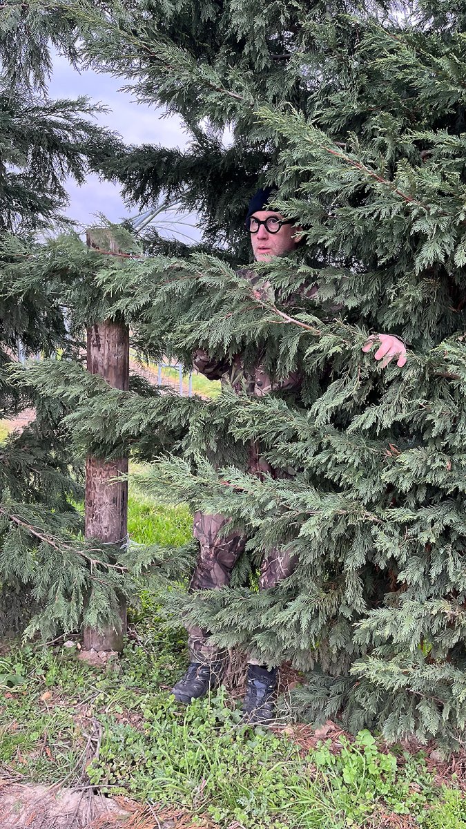 real tree