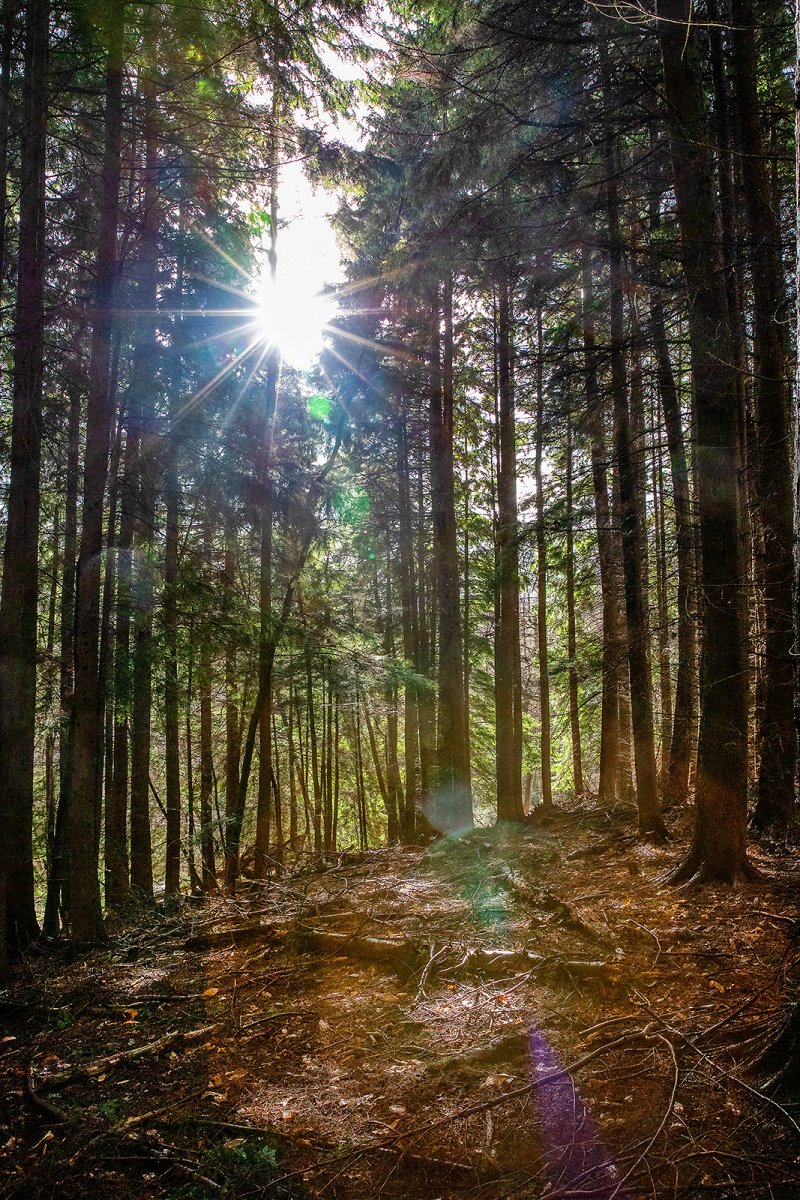 amongst trees is my happy place