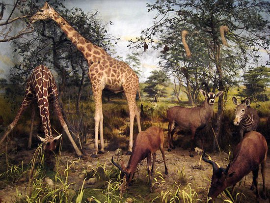 one man and his gun/s