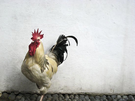look at my cock!