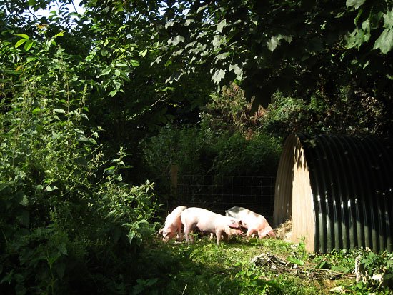 pigs in paradise day 1