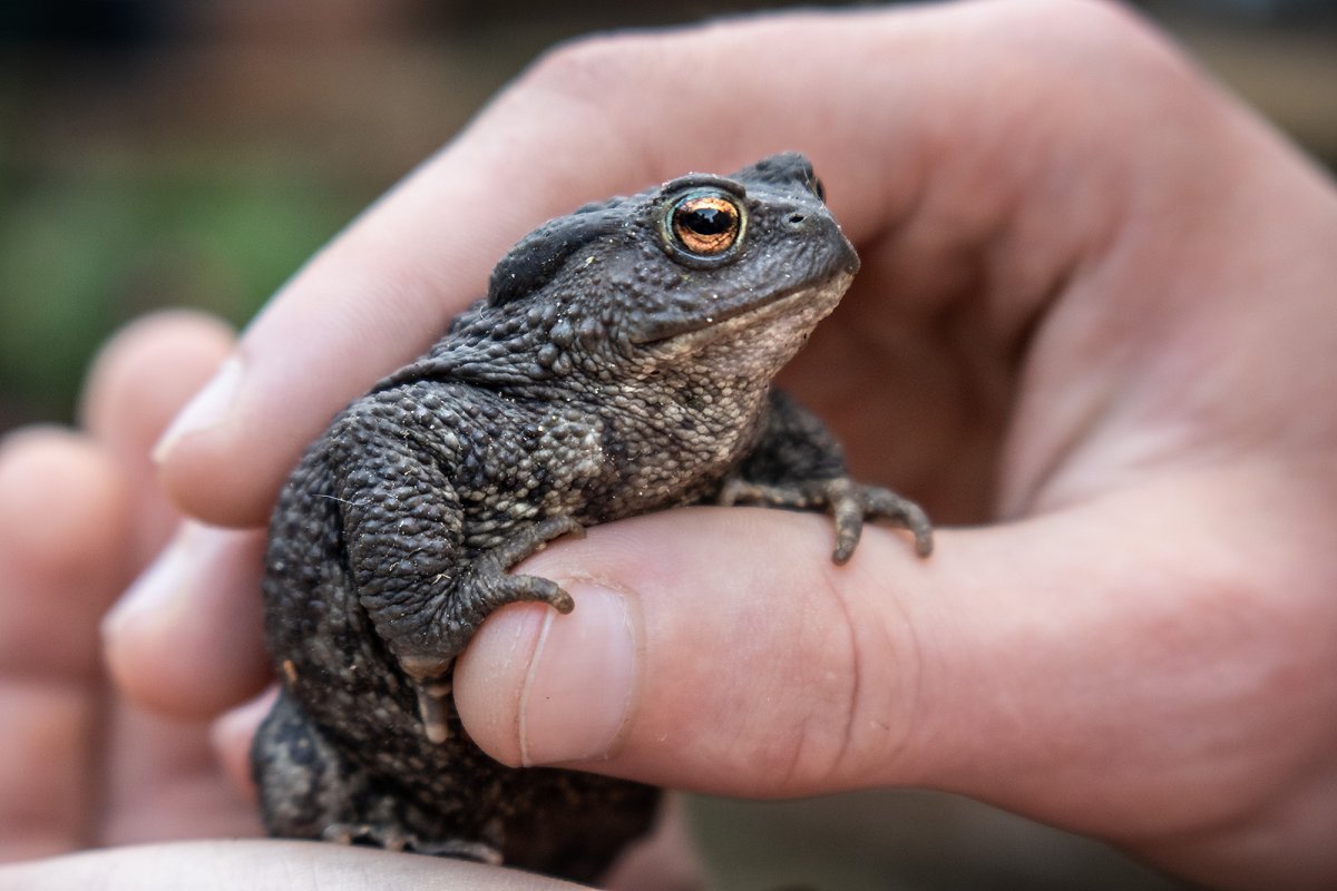 the toad relocation program