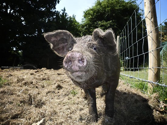 unidentifiable muddy pig