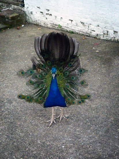 the not so impressive peacock