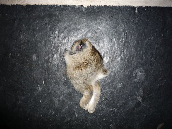 another gift from a cat