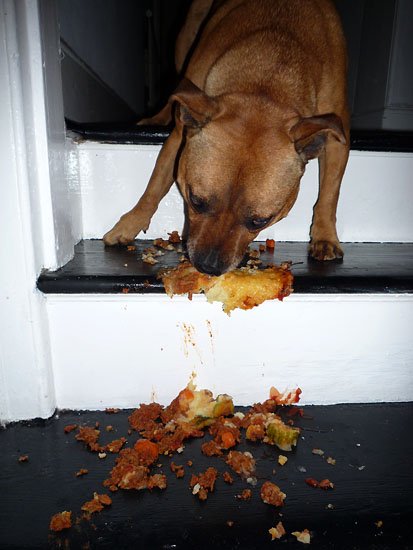 dinner is in the dog