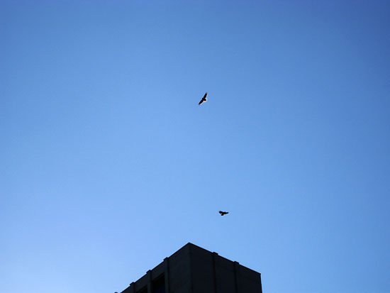 eagles on the upper east side