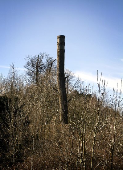 when is a tree not a tree?