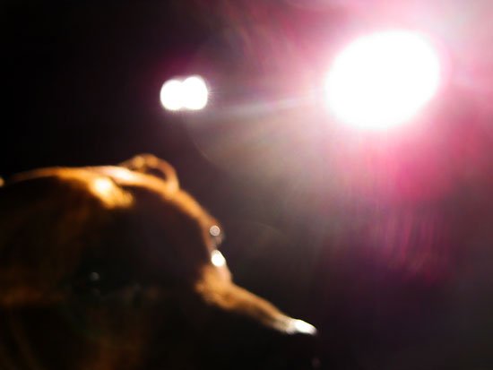 le chien est adonn� aux minces pies