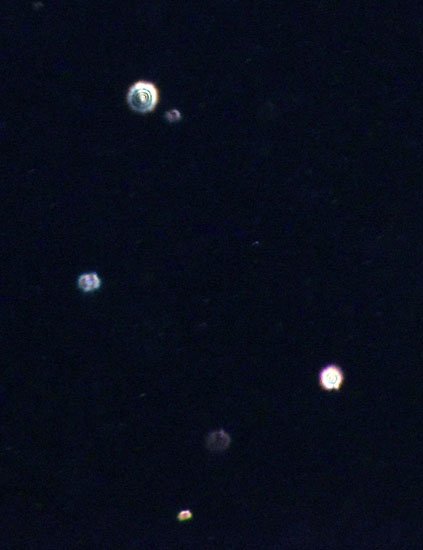 gold dust snow flakes