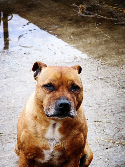 le chien est miserable