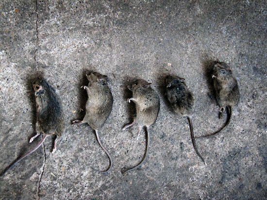 5 dead mice, 5 dead mice...