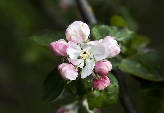 apple blossom