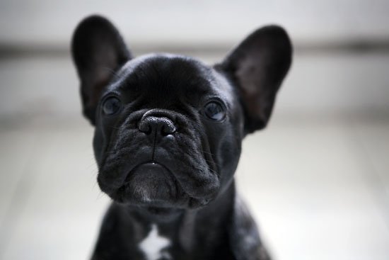 le chien est heureux